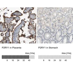 Merck Anti-P2RY1 antibody produced in rabbit