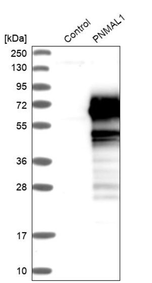 Merck Anti-PNMAL1 antibody produced in rabbit