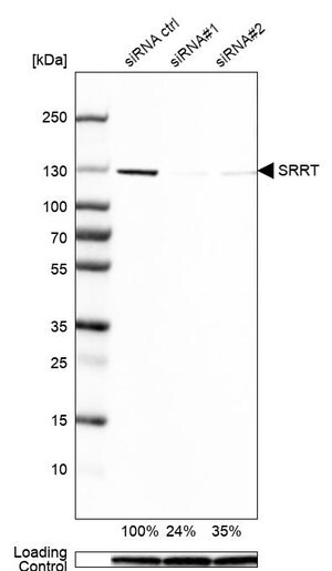 Merck Anti-SRRT antibody produced in rabbit