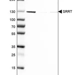 Merck Anti-SRRT antibody produced in rabbit