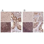 Merck Anti-NSFL1C antibody produced in rabbit