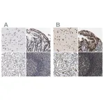 Merck Anti-LUC7L3 antibody produced in rabbit