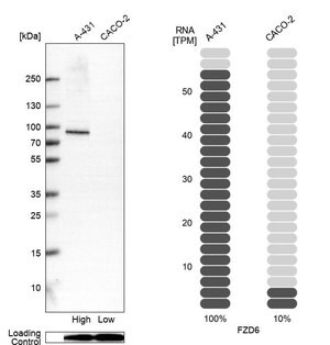 Merck Anti-FZD6 antibody produced in rabbit