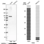 Merck Anti-FZD6 antibody produced in rabbit