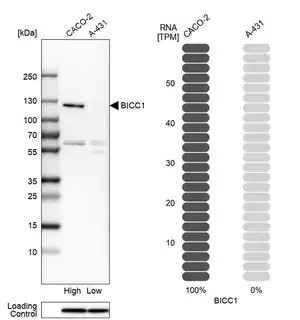 Merck Anti-BICC1 antibody produced in rabbit