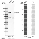 Merck Anti-BICC1 antibody produced in rabbit