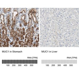 Merck Anti-MUC1 antibody produced in rabbit