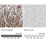 Merck Anti-MUC1 antibody produced in rabbit