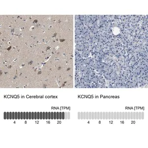 Merck Anti-KCNQ5 antibody produced in rabbit