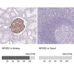 Merck Anti-NPHS2 antibody produced in rabbit