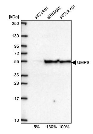 Merck Anti-UMPS antibody produced in rabbit