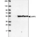Merck Anti-UMPS antibody produced in rabbit