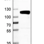 Merck Anti-QRICH1 antibody produced in rabbit