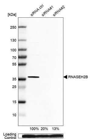 Merck Anti-RNASEH2B antibody produced in rabbit