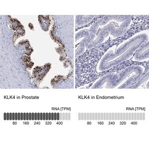 Merck Anti-KLK4 antibody produced in rabbit