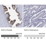 Merck Anti-KLK4 antibody produced in rabbit
