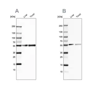 Merck Anti-GC antibody produced in rabbit