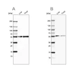 Merck Anti-GC antibody produced in rabbit