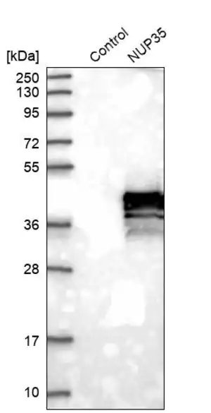 Merck Anti-NUP35 antibody produced in rabbit