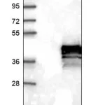 Merck Anti-NUP35 antibody produced in rabbit