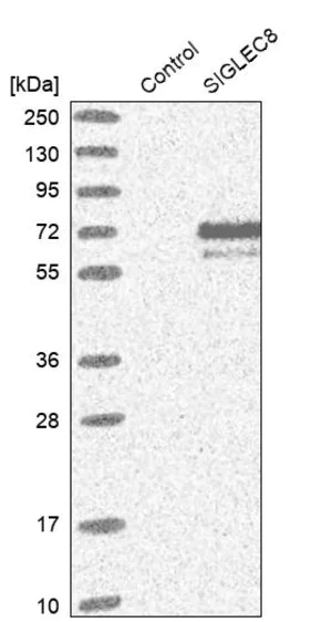 Merck Anti-SIGLEC8 antibody produced in rabbit