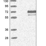 Merck Anti-SIGLEC8 antibody produced in rabbit