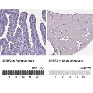 Merck Anti-SPEF2 antibody produced in rabbit
