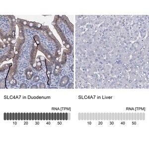 Merck Anti-SLC4A7 antibody produced in rabbit