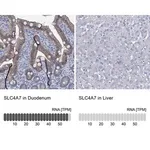 Merck Anti-SLC4A7 antibody produced in rabbit