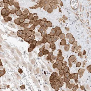 Merck Anti-IL36B antibody produced in rabbit