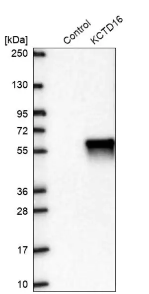 Merck Anti-KCTD16 antibody produced in rabbit