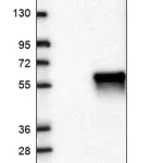 Merck Anti-KCTD16 antibody produced in rabbit