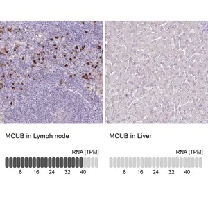 Merck Anti-MCUB antibody produced in rabbit