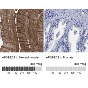 Merck Anti-APOBEC2 antibody produced in rabbit
