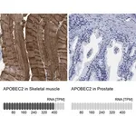 Merck Anti-APOBEC2 antibody produced in rabbit