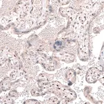 Merck Anti-TET3 antibody produced in rabbit