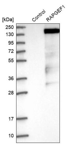 Merck Anti-RAPGEF1 antibody produced in rabbit