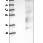 Merck Anti-RAPGEF1 antibody produced in rabbit