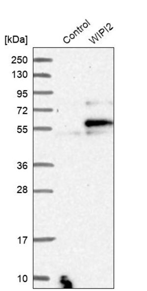 Merck Anti-WIPI2 antibody produced in rabbit
