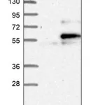 Merck Anti-WIPI2 antibody produced in rabbit