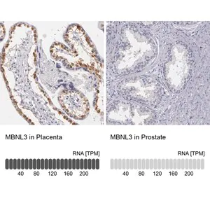 Merck Anti-MBNL3 antibody produced in rabbit
