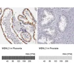 Merck Anti-MBNL3 antibody produced in rabbit