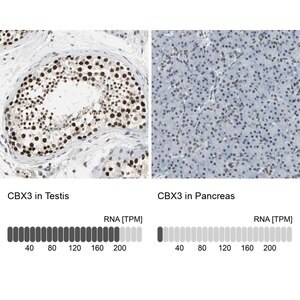 Merck Anti-CBX3 antibody produced in rabbit