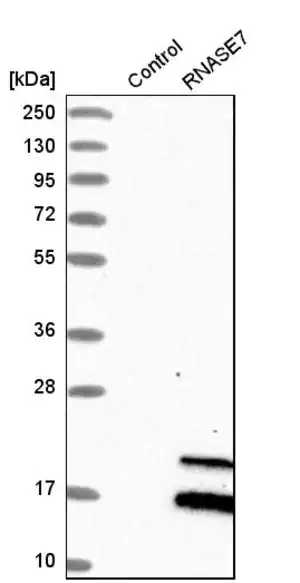 Merck Anti-RNASE7 antibody produced in rabbit