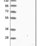 Merck Anti-RNASE7 antibody produced in rabbit