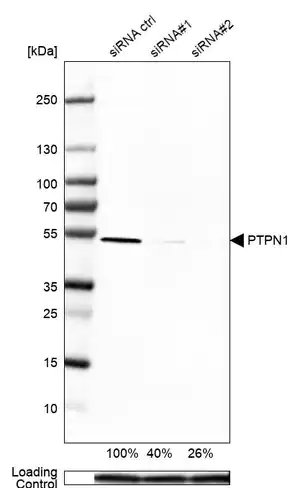 Merck Anti-PTPN1 antibody produced in rabbit