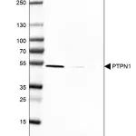 Merck Anti-PTPN1 antibody produced in rabbit