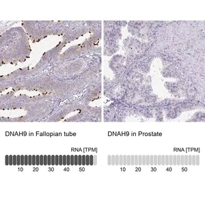 Merck Anti-DNAH9 antibody produced in rabbit