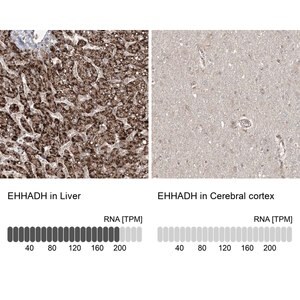 Merck Anti-EHHADH antibody produced in rabbit