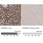 Merck Anti-EHHADH antibody produced in rabbit